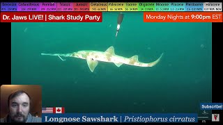 Dr Jaws LIVE 56 Longnose Sawshark Study Party [upl. by Winne]