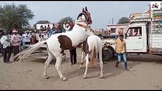 Lagn ghoda dance [upl. by Liuqa]