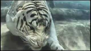 Bengal White Tiger Swimming Underwater HD [upl. by Aiam]