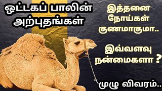 CAMEL MILK BENEFITS IN TAMIL  ஒட்டகப் பால் நன்மைகள் [upl. by Nich]