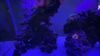 New orange mushroom coral for my aquarium [upl. by Ettezel]