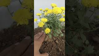 Guldaudi plant care amp Flowering Fertilizer  Chrysanthemum [upl. by Braswell464]