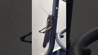 Grillo 🦗 Gigante de la plaga Egipto 😱langosta [upl. by Ahsena]