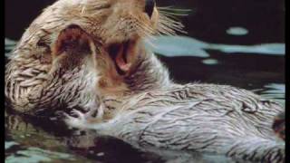 Otter attacks 96 year old man 911 call [upl. by Mixie]