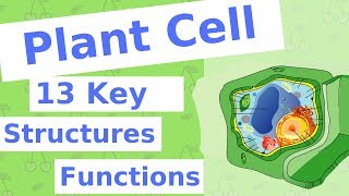 what causes a plant to be turgid or flaccid [upl. by Tab]