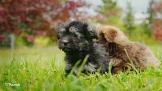 Cavapoo Puppies [upl. by Millburn541]