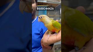 Pineapple conure bird transporting 8688044426 tamed birds lovebirds pets sunconure cockatiel [upl. by Dang605]