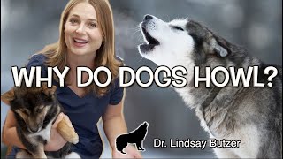 WHY DO DOGS HOWL  Veterinarian Explains [upl. by Adrahs101]