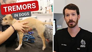 Tremors in Dogs  Causes and What They Mean [upl. by Jillayne]