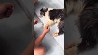 Saving abandoned dog left by former owner on the street❤️ [upl. by Edak]