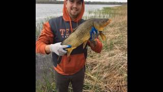 Lake Bastrop Carp [upl. by Jerman]