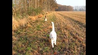 Siamese Cats walk in Nature on leash and without leash Siamkatzen gehen spazieren mit amp ohne Leine [upl. by Oinotnaesoj]