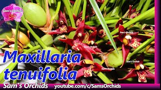 Maxillaria tenuifolia orchid reblooming 2020 [upl. by Herson990]