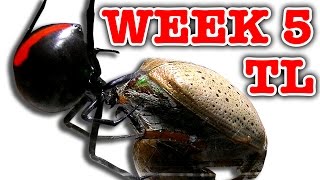 Deadly Spider Vs Christmas Beetle Bug Battle Week 5 Timelapse Educational Video [upl. by Denton]