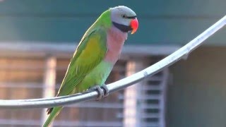 Red breasted Parakeet [upl. by Anwadal]