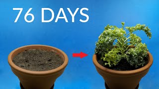 Growing KALE TimeLapse [upl. by Urata]