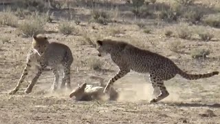 Cheetahs being very aggressive towards a jackal [upl. by Oirasor]