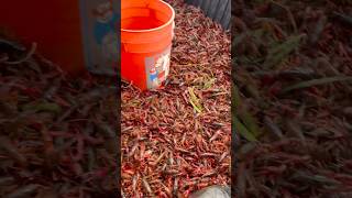 California crawfish 2024 🦞 crawfishboil crawfish crawdads fishing mudbugs louisiana lobsters [upl. by Rabi]