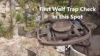 First Wolf Trap Check In This Spot [upl. by Downall]