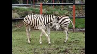 Première rencontre entre zèbres au Zoo de PontScorff [upl. by Aland]