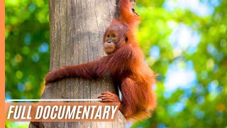 Sabah Malaysian Borneo  Full Documentary [upl. by Aneram]