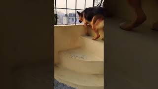 German shepherd dog barking  gsd dog barking  dog barking  puppy barking  dogs voices [upl. by Niknar]