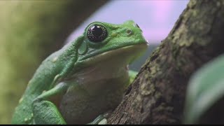 Breeding Mexican Leaf Frogs [upl. by Harutek]