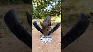 Amazing quick wild boar trap use big knife to trap wildboar wildlife [upl. by Cooke700]