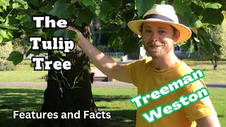 TulipTree Identification Liriodendron tulipifera Features and Facts [upl. by Atinhoj566]