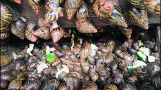 How To Start a Successful Snail Farm With Less Capital  Beginners Guide charlesfarmingproject [upl. by Hanzelin396]