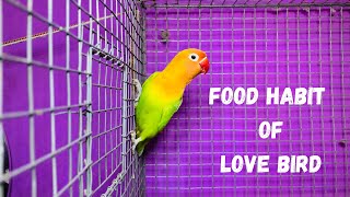 Food Habit of Love Bird  Love Bird Breeding Tips 2024 [upl. by Tehr]