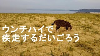 【猫散歩】 おまけ動画は疾走するだいごろう Vlog034 [upl. by Chemush]