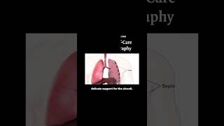 Basics of PointofCare Lung Ultrasonography Anatomy of the Lungs  NEJM [upl. by Dorrie]