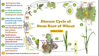 Disease cycle of Stem or Black Rust of Wheat Pycnia Aeciospores Uredia Telia Basidiospores [upl. by Bruell]