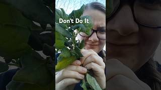 WARNING Top 5 crops Im never growing again in Minnesota [upl. by Aura]