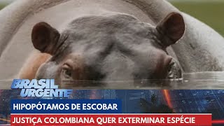 Hipopótamos de Escobar Justiça colombiana quer exterminar espécie  Brasil Urgente [upl. by Ariana]