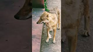 Golden Jackal Wolf viralvideo [upl. by Fredel914]