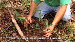 Guadua angustifolia Plant Development [upl. by Huxley]