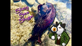 Sea Slugs Spectacular Slimy Wonders Of The Sea [upl. by Notnek302]