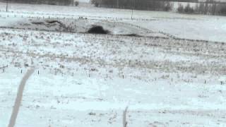 338 Lapua vs 930 yard coyote head [upl. by Aisenet]