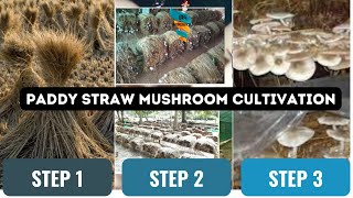 Paddy Straw Mushroom Cultivation Process COMPLETE GUIDE  Volvariella volvacea Farming amp Marketing [upl. by Petulah]