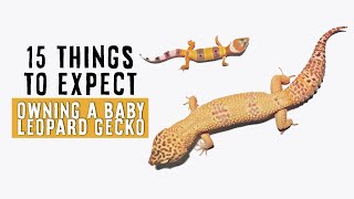 Owning A Baby  Juvenile Leopard Gecko  15 THINGS TO EXPECT [upl. by Marmaduke]