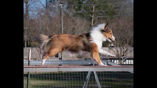 Sheltie Agility fun [upl. by Brezin]