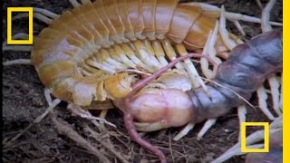 Giant Centipede  National Geographic [upl. by Innavoeg]