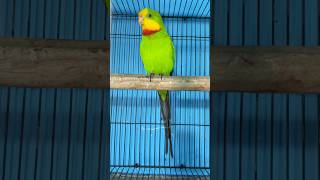 Barraband Parrot 😍 birdshouse youtubeshorts BirdsHouse24 [upl. by Ylahtan981]