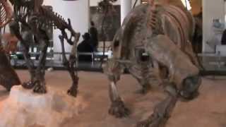 PRIMITIVE MAMMALS HALL QUICK TOUR  AMNH  NEW YORK  Video by Ro Favilla [upl. by Nace814]