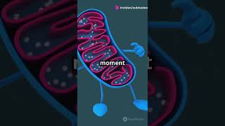 Oxidative phosphorylation shortsvideo biology biochemistry [upl. by Airebma614]