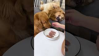 Greedy dog ​​steals food🤣 dog goldenretriever shorts [upl. by Repsihw]