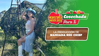 CAPITULO 4  LA PRODUCCIÓN DE MANZANA RED CHIEF ¡MANZANA MEXICANA CLARO [upl. by Ahsekahs]