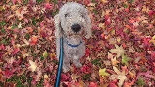 Wellington  Bedlington Terrier  4 Weeks Residential Dog Training [upl. by Anastos403]